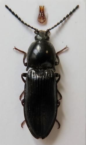 Selatosomus melancholicus