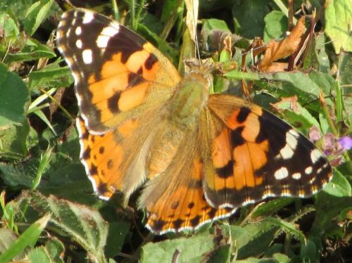 Vanessa cardui