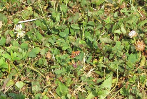 Réf. 144 478 : Pyrausta purpuralis