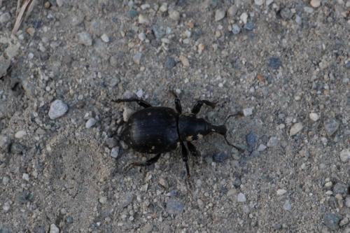 Liparus glabrirostris