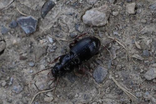 Molops piceus