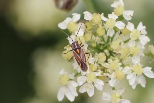 Horistus orientalis
