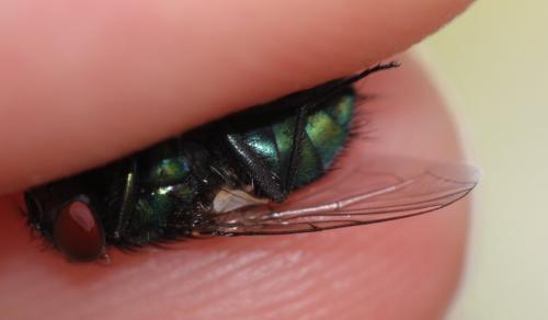 Lucilia sp.