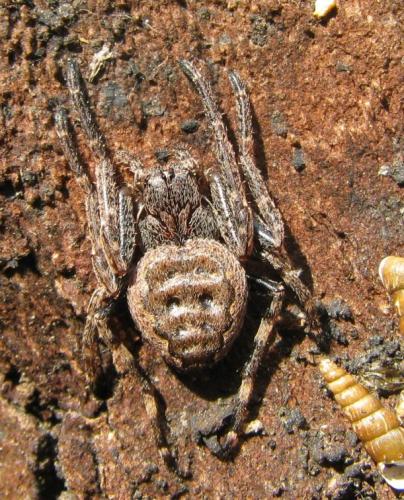 Réf. 144 670 : Nuctenea umbratica