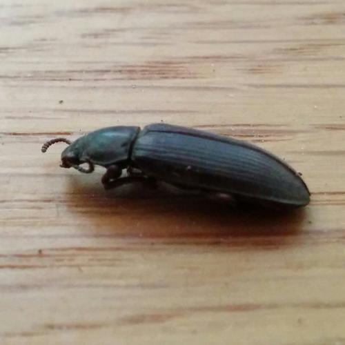 Tenebrio molitor