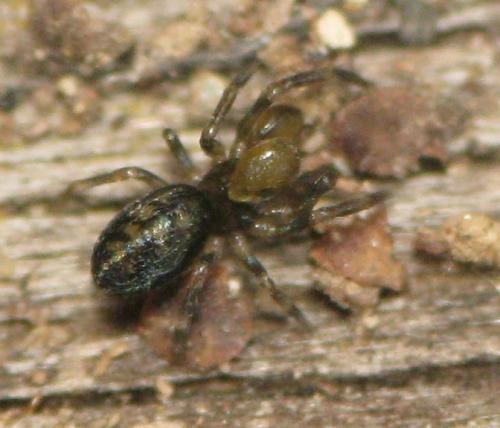 Réf. 144 916 : Mastigusa macrophthalma