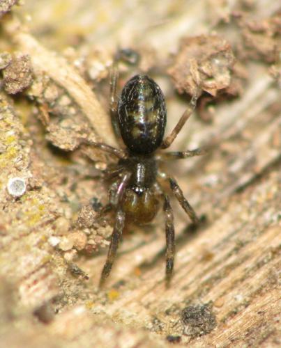 Réf. 144 915 : Mastigusa macrophthalma