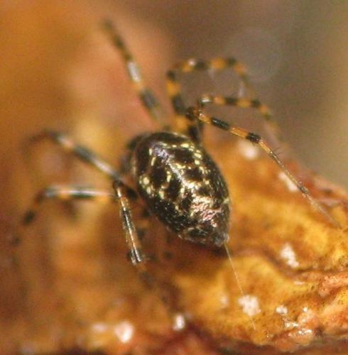 Réf. 144 913 : Lepthyphantes minutus