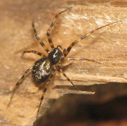 Réf. 144 912 : Lepthyphantes minutus