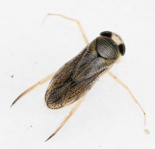 Sigara lateralis