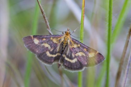 Réf. 144 013 : Pyrausta purpuralis