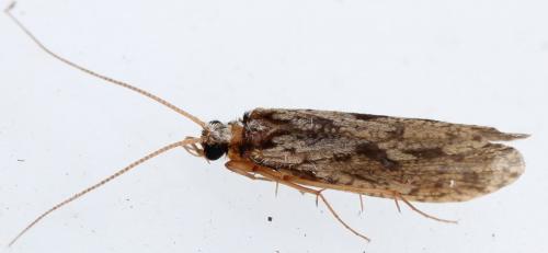 Plectrocnemia conspersa