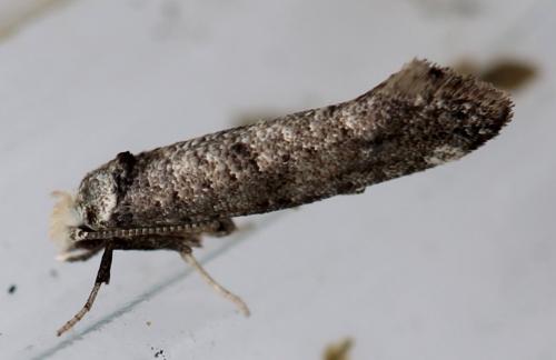 Paraswammerdamia nebulella