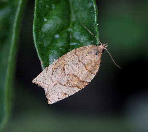Pandemis dumetana