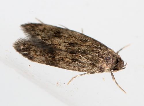 Borkhausenia fuscescens
