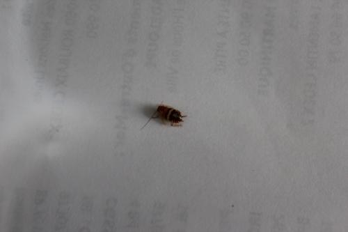 Planuncus vinzi