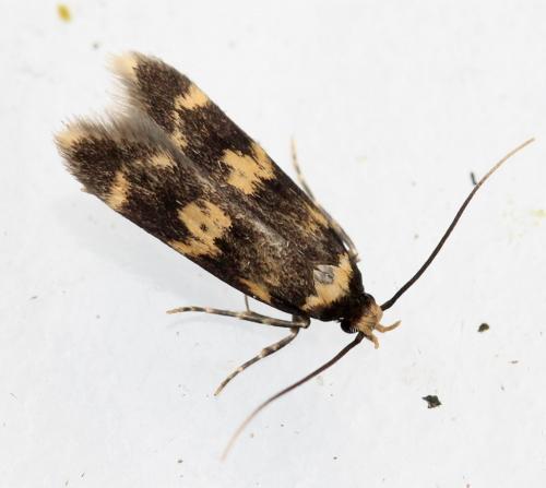 Oegoconia sp.