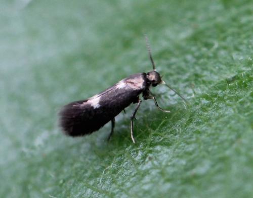 Réf. 144 445 : Heliozela sp.