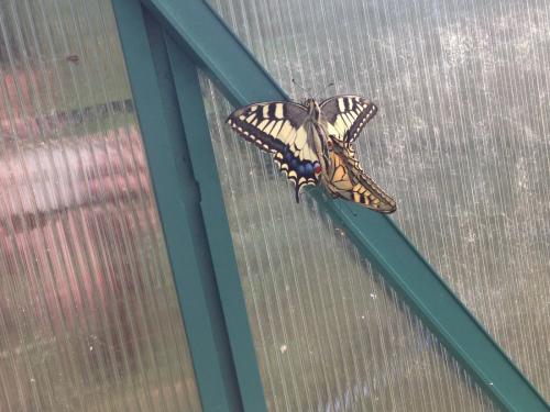 Papilio machaon