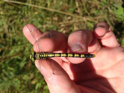 Réf. 144 377 : Onychogomphus forcipatus