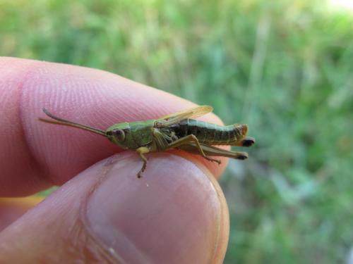 Pseudochorthippus parallelus