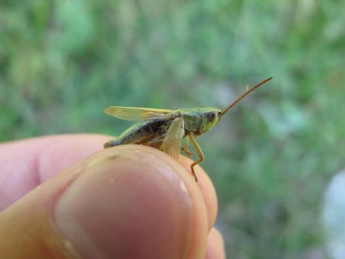 Pseudochorthippus parallelus