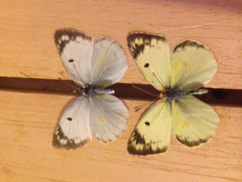 Colias sp.