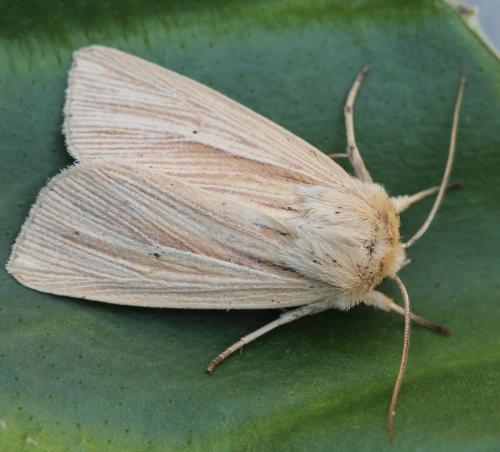 Mythimna impura