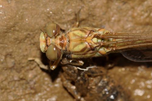 Onychogomphus forcipatus