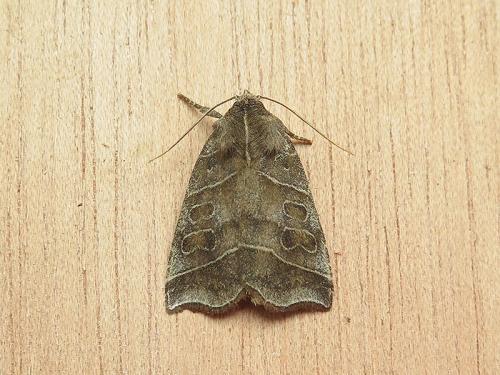 Réf. 144 134 : Ipimorpha retusa