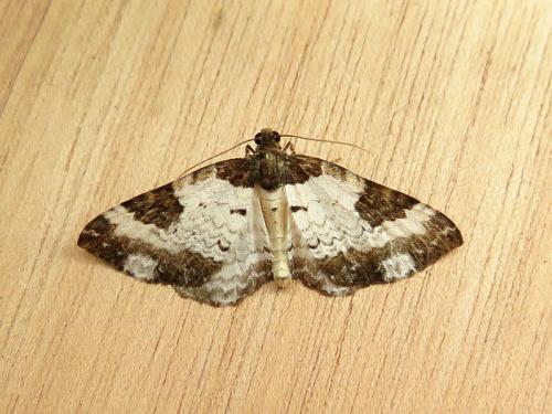 Réf. 144 135 : Melanthia procellata