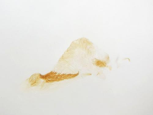 Réf. 144 353 : Caradrina sp.