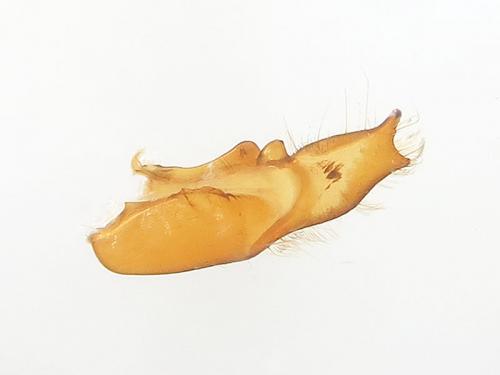 Réf. 144 352 : Caradrina sp.