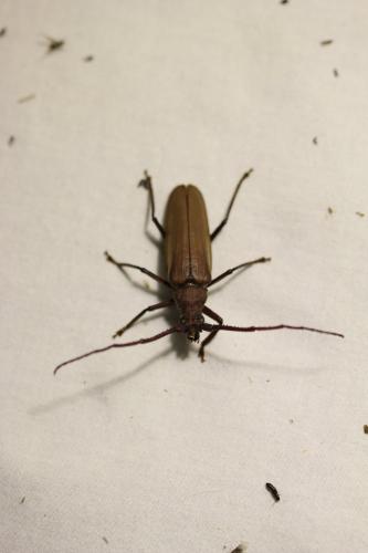 Aegosoma scabricorne