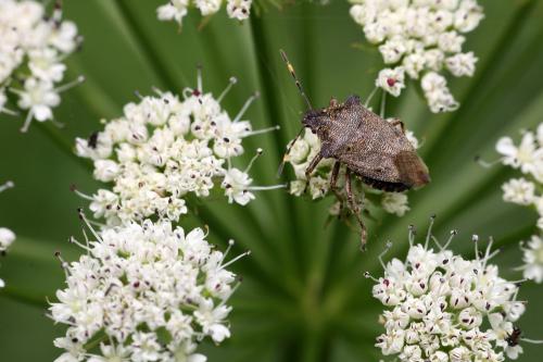 Troilus luridus