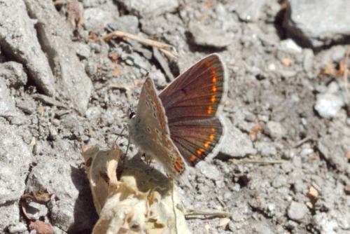 Réf. 144 908 : Aricia artaxerxes