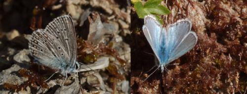 Polyommatus eros