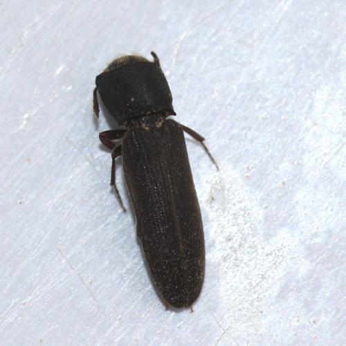 Réf. 144 313 : Melasis buprestoides