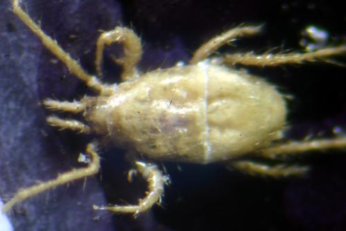 Cyrthydrolaelaps sp.
