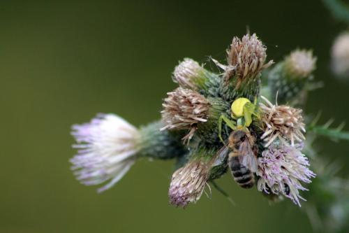 Misumena vatia