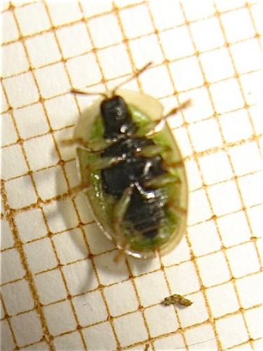 Cassida vittata