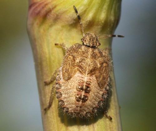 Réf. 144 072 : Dolycoris baccarum