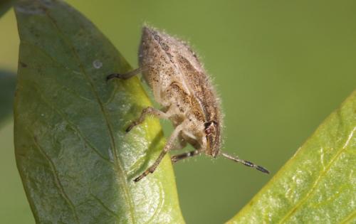 Dolycoris baccarum