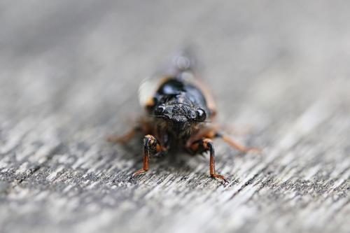 Cicadetta cantilatrix