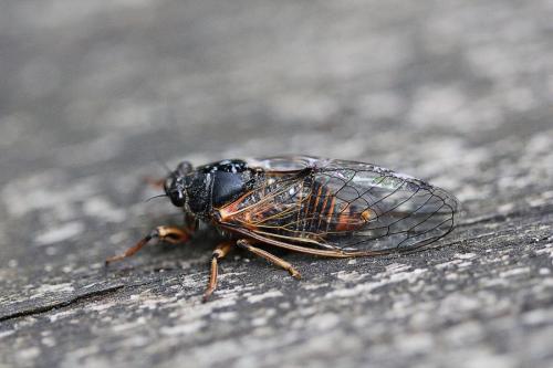 Cicadetta cantilatrix