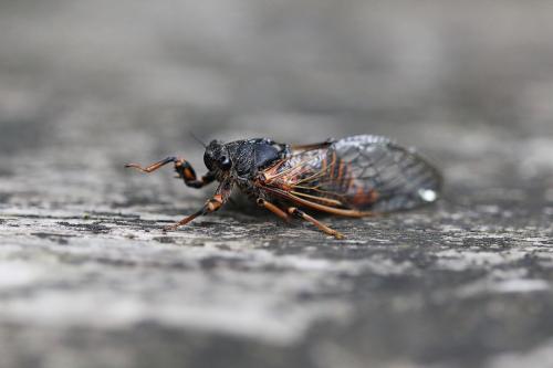 Cicadetta cantilatrix