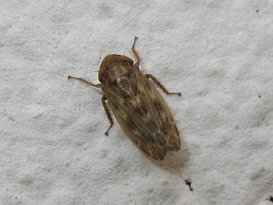 Réf. 144 671 : Euscelis sp.