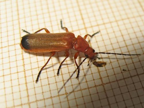Rhagonycha fulva