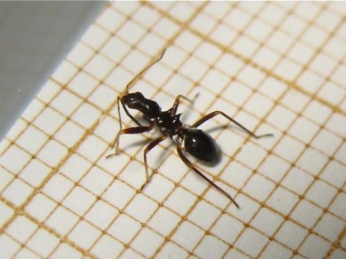 Himacerus mirmicoides