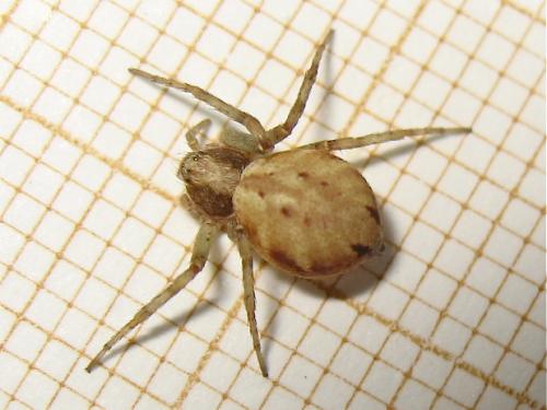 Philodromus sp.